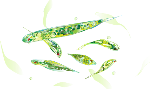 Euglena, Mikroorganizmai, Mityba, Žalias