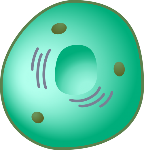 Eukariotas, Ląstelė, Branduolys, Nemokama Vektorinė Grafika