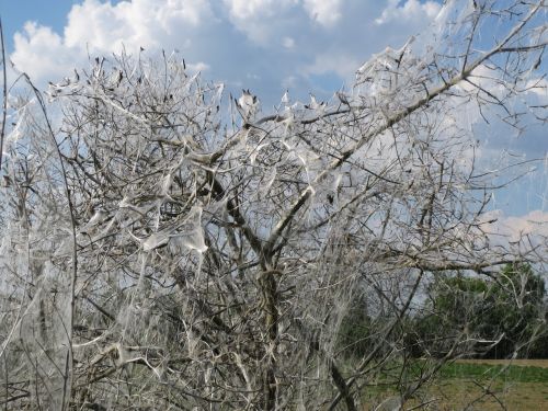 Euonymus Europaeus, Yponomeuta Cagnagella, Verpstės Ermine, Vabzdys, Flora, Fauna, Liga, Internetas, Vabzdžiai