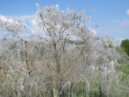 Euonymus Europaeus, Yponomeuta Cagnagella, Verpstės Ermine, Vabzdys, Flora, Fauna, Liga, Internetas, Vabzdžiai