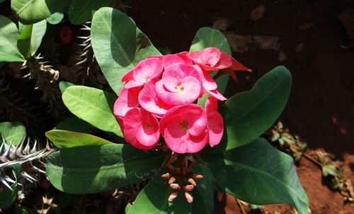 Euphorbija, Rožinis, Gėlė, Hubli, Nrupatunga Betta, Indija