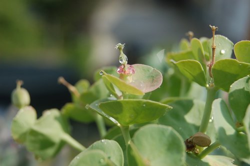 Euphorbia,  Lietaus,  Riebalų Augalai