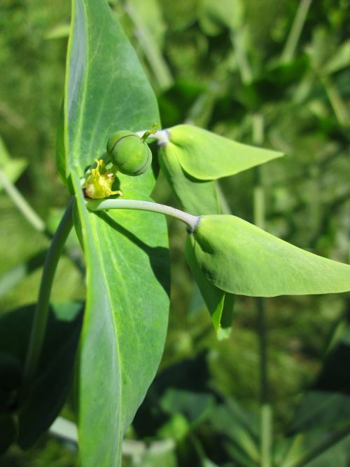 Euphorbia Lathyris,  Kaparėlių Špagatas,  Popieriaus Laikiklis,  Piktžolių,  Flora,  Botanika,  Vaisiai,  Augalas