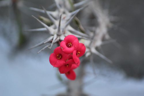 Euphorbia Milii, Euphorbia Splendens, Spyglių Karūna, Gėlė