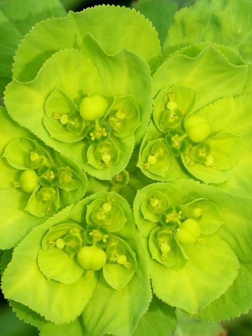 Euphorbia Serrata,  Žalia Gėlė,  Išsamiai,  Augalo Geometrija,  Gėlė,  Augalas,  Be Honoraro Mokesčio