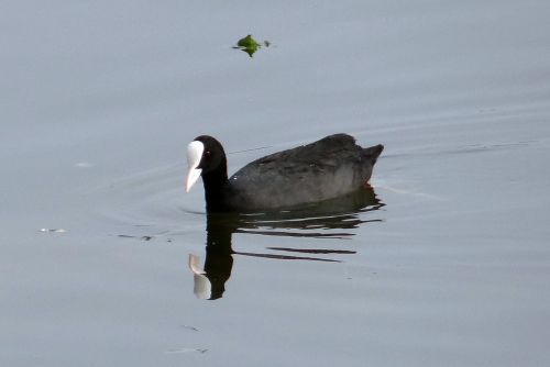 Eurazijos Kailis, Fulica Atra, Kačiukas, Paukštis, Rallidae, Vandens Paukštis, Indija