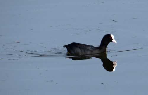 Eurazijos Kailis, Fulica Atra, Kačiukas, Paukštis, Rallidae, Vandens Paukštis, Indija