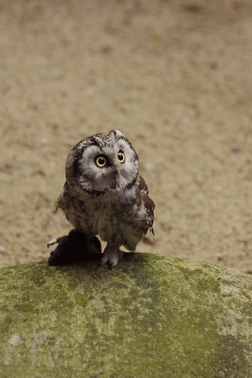 Eurazinis Pygmy Owl,  Paukštis,  Taline Zoologijos Sodas