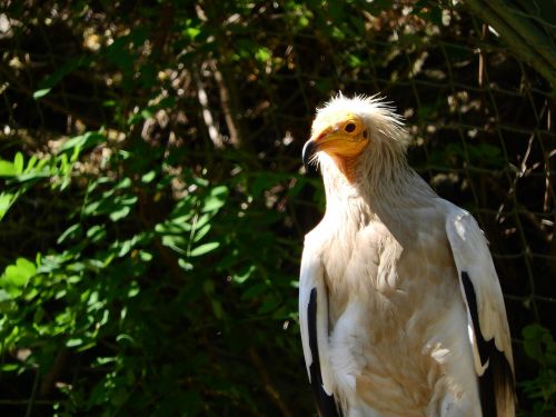 Europietiškas Medaus Gurkšnis, Neophron Percnopterus, Sup