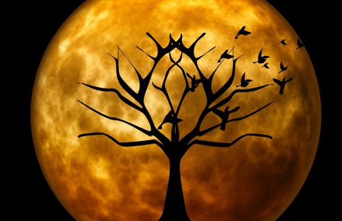Vakaras, Mėnulis, Šviesus, Medis, Paukščiai, Mėnulio Šviesa, Naktis, Panorama, Halloween
