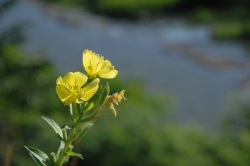 Dvimetė Nakviša,  Geltona