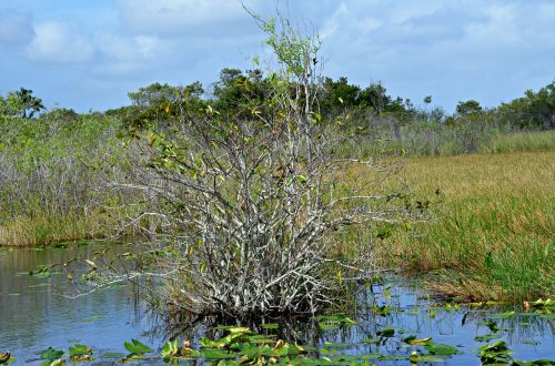 Everglades, Nacionalinis Parkas, Florida, Pagrindinis Vakaras, Parkas, Gamta, Laukinė Gamta, Medis, Usa