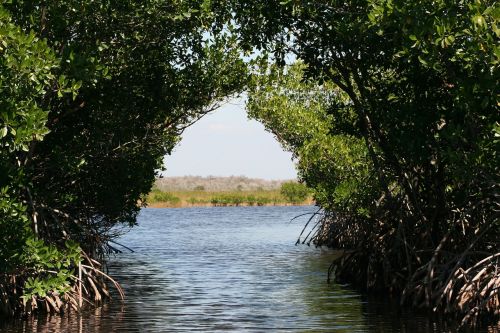 Everglades, Mangroviai, Pelkės