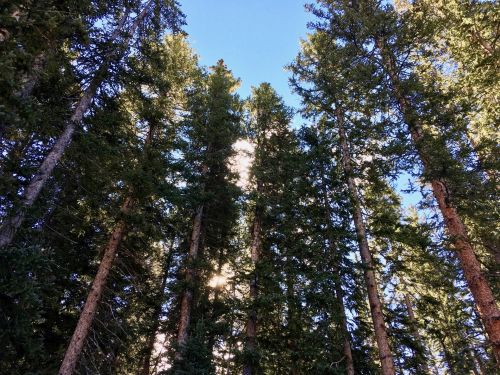 Colorado,  Mesa,  Grand & Nbsp,  Mesa,  Medžiai,  Visžalis,  Amžinai Žalia Fone