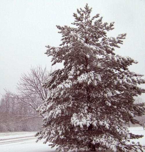 Visžalis,  Medis,  Sniegas,  Žiema,  Kalėdos,  Xmas,  Amžinai Medis Sniege