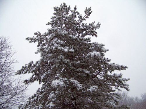 Visžalis,  Medis,  Sniegas,  Žiema,  Kalėdos,  Xmas,  Amžinai Medis Sniege