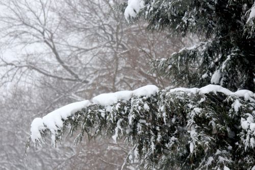 Sniegas,  Sniegas,  Medis,  Eglutė & Nbsp,  Medis,  Visžalis,  Žiema,  Šaltas,  Ledas,  Sezonas,  Sezoninis,  Amžinai Žaliuojantis Medis Su Sniegu