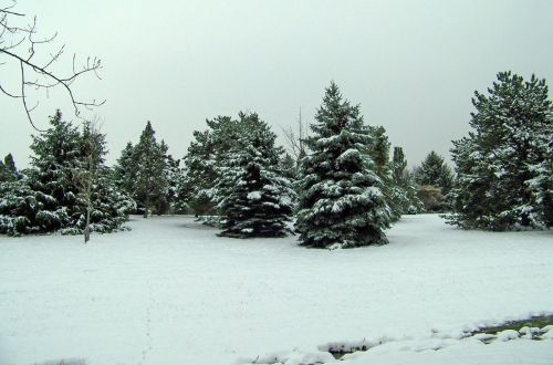 Visžalis,  Medis,  Kalėdos,  Xmas,  Žiema,  Sniegas,  Amžinai Žaliuojantys Medžiai