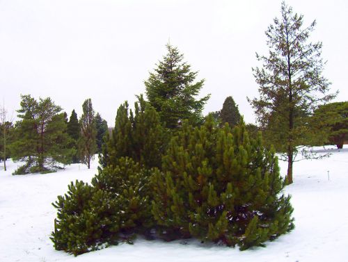 Visžalis,  Medžiai,  Krūmai,  Sniegas,  Kalėdos,  Xmas,  Žiema,  Amžinai Žaliuojantys Medžiai Ir Krūmai Sniege