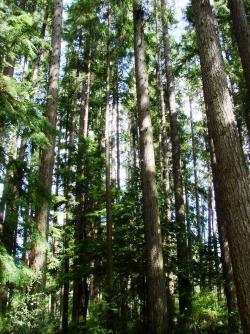 Aukšti & Nbsp,  Medžiai,  Amžinai Žaliuojantys Medžiai,  Miškas,  Gamta,  Ramiojo Vandenyno Ir Šiaurės Vakarų,  Usa,  Žalias,  Ruda,  Amžinai Medžiai Miške