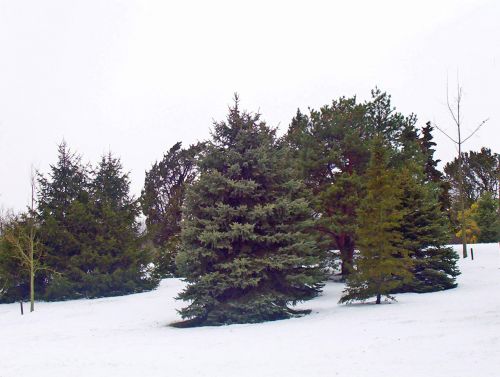 Visžalis,  Medis,  Sniegas,  Žiema,  Kalėdos,  Xmas,  Amžinai Žaliuojantys Medžiai Sniege