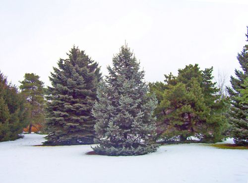 Visžalis,  Medžiai,  Sniegas,  Kalėdos,  Xmas,  Žiema,  Amžinai Žaliuojantys Medžiai Sniege