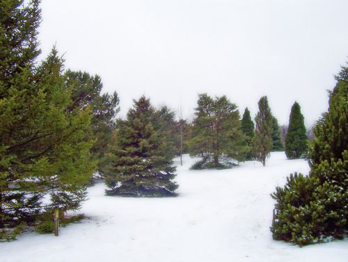 Visžalis,  Medžiai,  Krūmai,  Sniegas,  Kalėdos,  Xmas,  Žiema,  Amžinai Žaliuojantys Medžiai Sniege