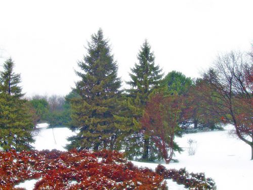 Visžalis,  Medžiai,  Sniegas,  Kalėdos,  Xmas,  Amžinai Žaliuojantys Medžiai Sniege