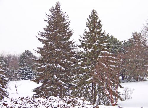 Visžalis,  Medis,  Kalėdos,  Xmas,  Žiema,  Sniegas,  Krūmai,  Amžinai Žaliuojantys Medžiai