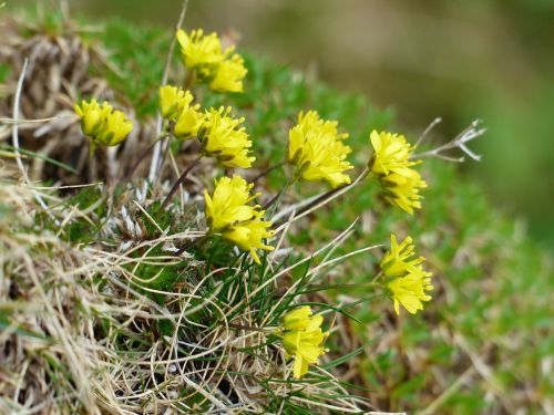 Amžinai Žalvaris, Gėlė, Žiedas, Žydėti, Geltona, Alpių Gėlė, Alpių Augalas, Draba Aizoides, Draba, Kryžmažiški Augalai, Brassicaceae