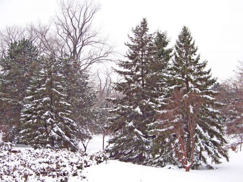Visžalis,  Medis,  Kalėdos,  Xmas,  Žiema,  Sniegas,  Evergreens Sniego