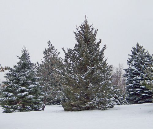 Visžalis,  Medis,  Kalėdos,  Xmas,  Žiema,  Sniegas,  Evergreens Sniego