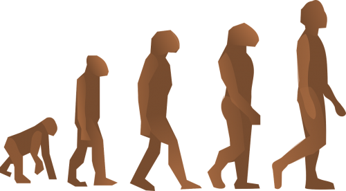 Evoliucija, Žmogus, Vaikščioti, Charles Darwin, Mokslas, Vyras, Siluetas, Figūra, Biologija, Primatai, Nemokama Vektorinė Grafika