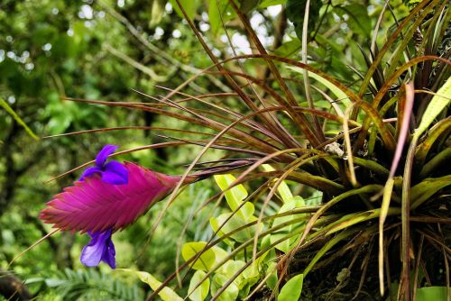 Egzotiška Gėlė, Tillandsia, Bromeliadas, Amazonie