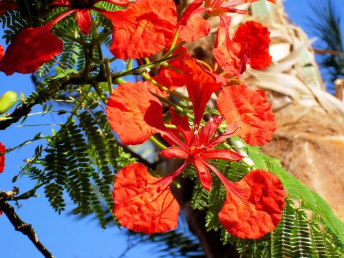 Egzotiška Gėlė, Delonix Regia, Tropinis, Raudona, Atogrąžų Medis
