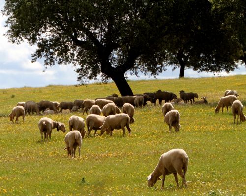 Extremadura Spain, Avys, Encina, Ganymas, Laukinės Vasaros Spalvos, Pavasaris, Gyvuliai, Vilnos, Kaimas, Gamta, Vidaus, Flock, Ūkininkavimas, Ganykla, Pieva, Fauna, Žemdirbystė, Kaimas, Lauke