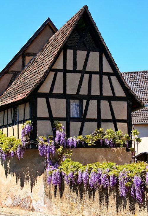 Fachwerkhaus, Wisteria, Santūra, Senas Namas, Pastatas, Senas, Architektūra, Išlaikytas, Alsace