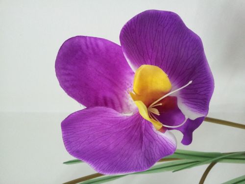 Išnyks & Nbsp,  Orchidėja & Nbsp,  Gėlė & Nbsp,  Violetinė,  Dirbtinė & Nbsp,  Gėlė,  Išnyks Orchidėjų Gėlė Violetinė