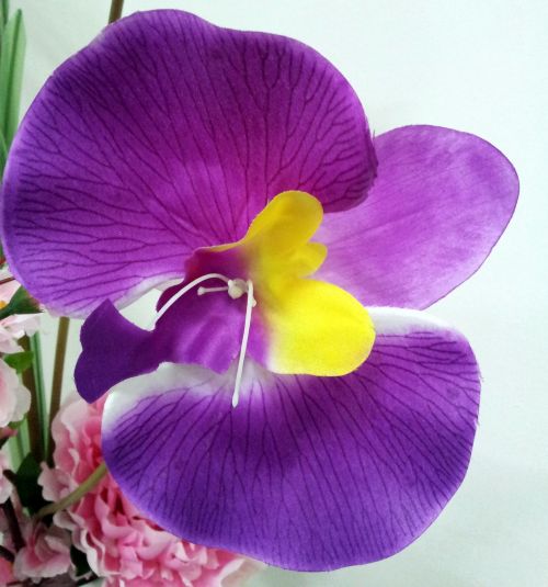 Išnyks,  Orchidėja,  Gėlė,  Violetinė,  Išnyks Orchidėjų Gėlė Violetinė