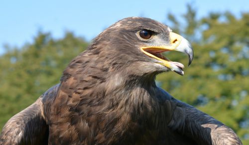 Falcon, Laukiniai, Nacionalinis Parkas, Paukštis, Gamta, Raptoras