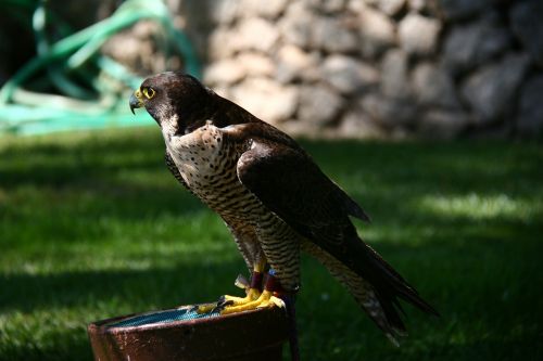 Falcon, Salkūnai, Peñíscola