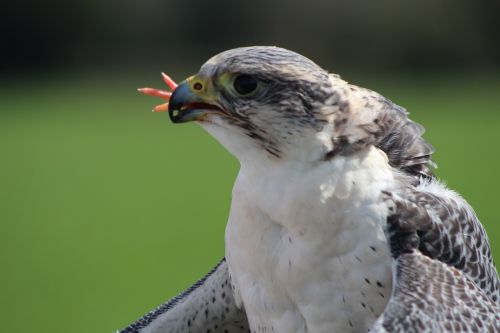 Falcon, Paukštis, Plėšrusis Paukštis, Plėšrūnas, Medžioti