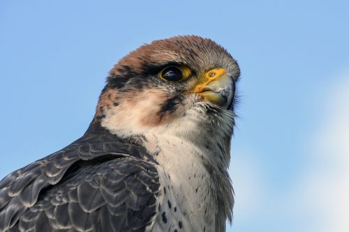 Falcon, Raptoras, Paukštis, Gyvūnas