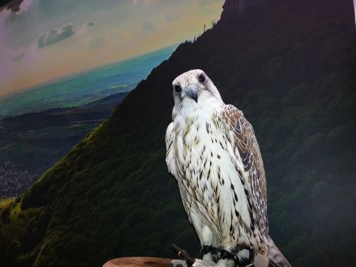 Falcon, Plėšrusis Paukštis, Raptoras, Paukščių Šou, Zoologijos Sodas, Parkas, Paukštis