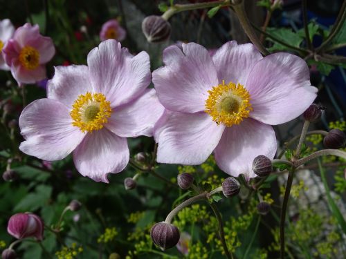 Kritimo Anemonis, Japonų Krinta Anemone, Japonų Anemonis, Rožinės Žiedlapių, Rožinė Gėlė