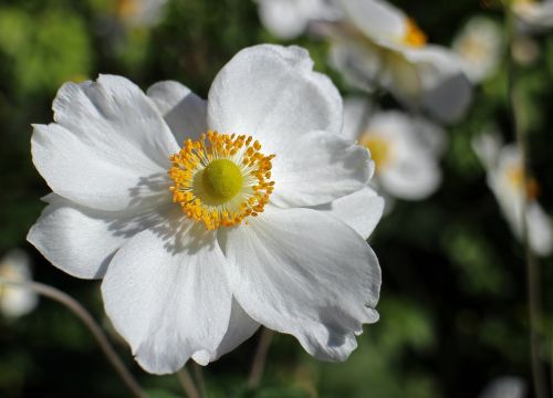 Kritimo Anemonis, Balta, Gėlė, Sodo Augalas, Žydėti, Anemonis, Ruduo, Žiedas, Žydėti, Rudens Sodas, Gėlių Sodas