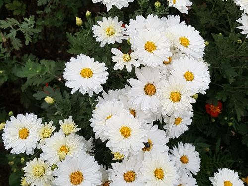 Kritimo Gėlės, Chrizantema, Gėlės, Gėlių Tapetai, Fono Nuotrauka, Balta Gėlė, Wildflower, Asteraceae
