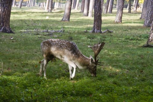 Paprastosios Elnies, Kailis, Dėmės, Antler, Samtelis, Ganyti, Laukinio Gyvenimo Parkas, Miškininkystė, Medžioklė