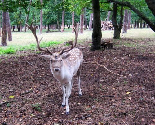 Paprastosios Elnies, Kailis, Dėmės, Antler, Samtelis, Ganyti, Laukinio Gyvenimo Parkas, Miškininkystė, Medžioklė