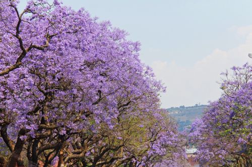 Fantastinis, Violetinė, Medžiai, Gražus, Jacaranda Medžiai, Pretorija, Johanesburgas, Pietų Afrika